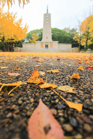 Kyoikuto and ginkgo trees with beautiful yellow leaves in Osaka Castle Park,Japanの写真素材