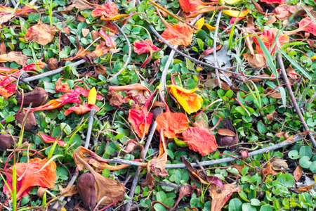 Fallen  peacock flowers on the ground.の写真素材