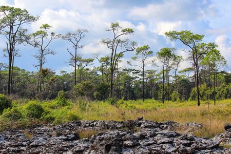 Merkus pines at Thung Non Son in Thung Salaeng Luang National Park,Phitsanulok,Thailand.の写真素材