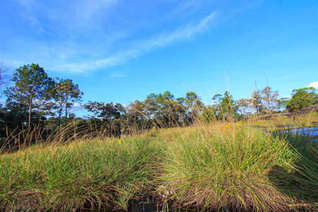 Meadows on limestone hills at Thung Non Son in Thung Salaeng Luang National Park,Phitsanulok,Thailandの写真素材