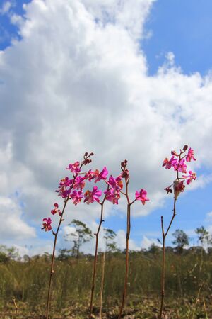 Doritis pulcherrima at Thung Non Son in Thung Salaeng Luang National Park,Phitsanulok,Thailand.の写真素材
