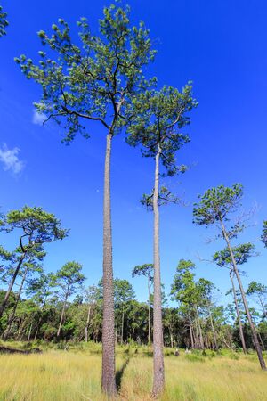 Meadows and Merkus pines at Thung Non Son in Thung Salaeng Luang National Park,Phitsanulok,Thailandの写真素材