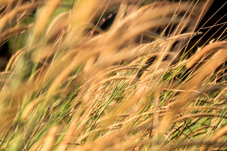 Crimson fountaingrass  at Thung Non Son in Thung Salaeng Luang National Park,Phitsanulok,Thailandの写真素材