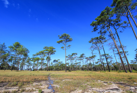 Meadows and Merkus pines at Thung Non Son in Thung Salaeng Luang National Park,Phitsanulok,Thailand.