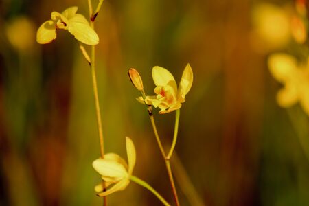 Spathoglottis affinis de Vriese at Thung Non Son in Thung Salaeng Luang National Park,Phitsanulok,Thailand.の写真素材