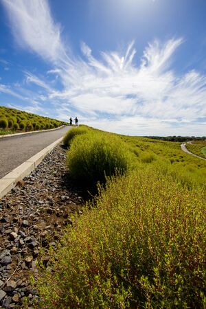 Kochia fields with beautiful sky in Ibaraki,Japanの写真素材