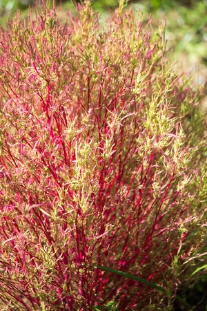 Red and green Kochia bushes in Ibaraki,Japan