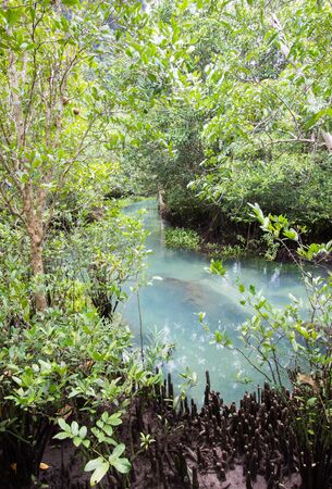 Emerald-green water at peat swamp forest of the canal of Tha Pom in Krabi province,Southern Thailandの写真素材