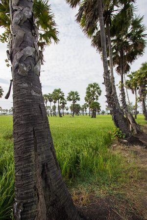 Sugar palms and greenery rice fields in Phetchaburi province,Thailand.