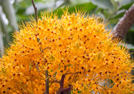 Ashoka blossom in vivid yellow colorの写真素材