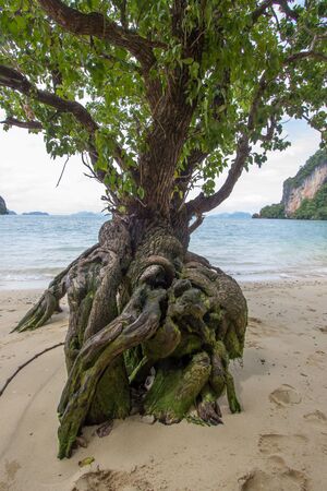 A tree with peculiar shape on the beach of Phak Bia Island,Ao Luek District, Krabi,Thailandの写真素材