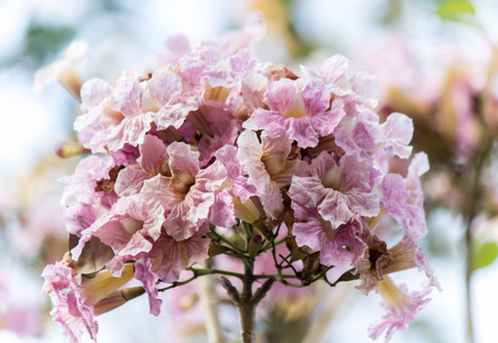Rosy trumpet flowers.May be called "Tabebuia rosea"or "pink poui".The flowers are large, in various tones of pink to purple, and appear while the tree has none, or very few leaves.の写真素材