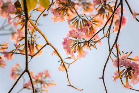 Rosy trumpet tree and flowers.May be called "Tabebuia rosea"or "pink poui".The flowers are large, in various tones of pink to purple, and appear while the tree has none, or very few leaves.の写真素材