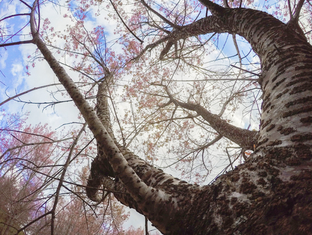 Wild Himalayan cherry blossoms(Prunus cerasoides) blooming in winter at Phu Lom Lo,Kok Sathon,Dan Sai District,Loei,Thailandの写真素材