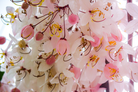 Lovely flowers of Cassia bakeriana Craib(Thai Name"Kalapaphruek",other Names "Wishing Tree,Pink Shower,Pink cassia,Pink and White Shower Tree")の写真素材