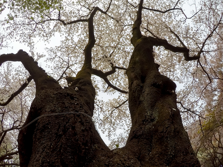 Cherry trees at Shinjuku Gyoen,Tokyo,Japan in spring.の写真素材