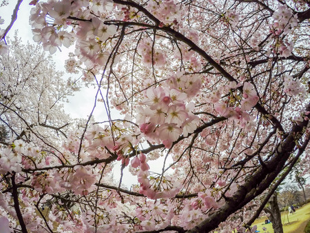 Fully-bloomed cherry blossoms in Shinjuku Gyoen,Tokyo,Japan.の写真素材