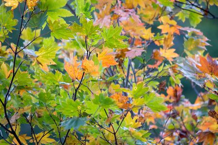 Colorful autumn foliage in Nikko,Tochigi Prefecture,Japan.