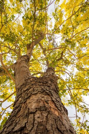 Cassia Fistula (Golden Shower tree) in bloom,with blue sky backgroundの写真素材