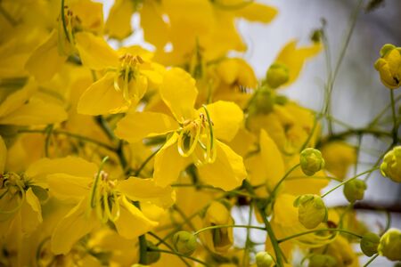 Detail of the flowers of Cassia fistula(Golden Shower tree)