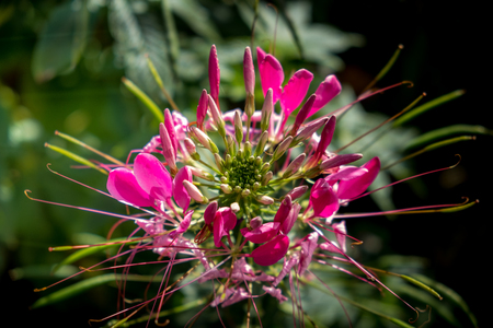 Cleome hassleriana(Spider flowers or pink queen) facing sunlightの写真素材