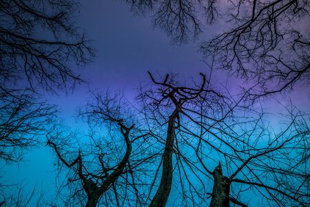 Leafless trees with blue sky backgroundの写真素材