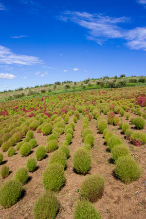 Kochia fields with beautiful sky in Ibaraki,Japanの写真素材