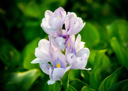 Water Hyacinth flowers and leaves in the pond.