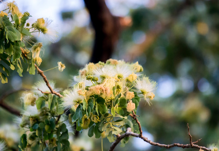 Flowers of Albizia lebbeck(Siris tree,Woman's tongue,Mimosa lebbeck)の写真素材