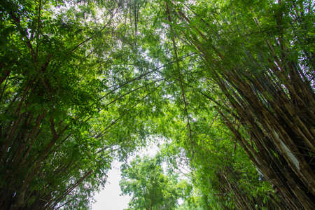 Bamboos at Waeruwan Garden in Phutthamonthon(Buddhist park in Phutthamonthon district,Nakhon Pathom Province of Thailand)の写真素材