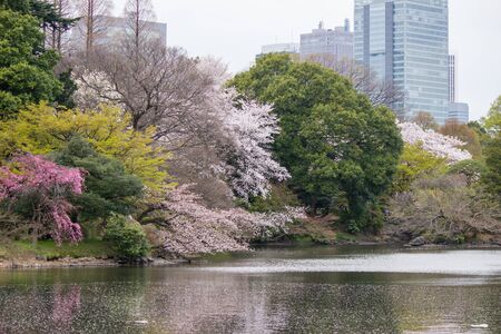 Colours of spring at Shinjuku Gyoen,Tokyo,Japanの写真素材
