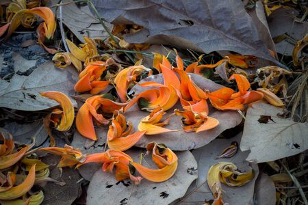 Fallen petals of Butea monosperma and dry leaves on the ground.Selectve focus.の写真素材