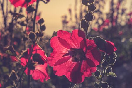 Red hollyhocks with morning sunlights.の写真素材