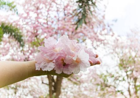 fallen rosy trumpet flowersの写真素材