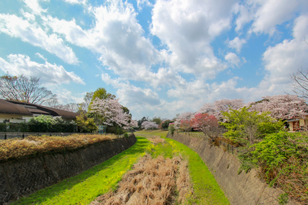 Cherry trees along the dry canal at Showa Kinen Koen(Showa Memorial Park),Tachikawa,Tokyo,Japan in spring.のeditorial素材