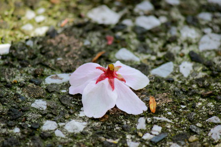 Fallen cherry blossom on the bench along Meguro River,Tokyo,Japan.の写真素材