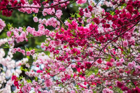 Cherry and peach blossoms at Shinjuku Gyoen,Tokyo,Japan.