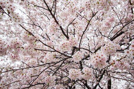 Fully-bloomed cherry blossoms at Gongendo Park in Satte,Saitama,Japanの写真素材