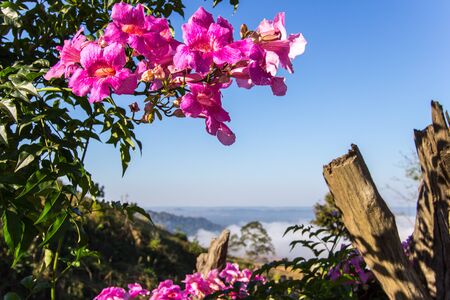 Pink Hollyhocks with sea of mist at Khao Kho,Phetchabun Province,northern Thailand.の写真素材