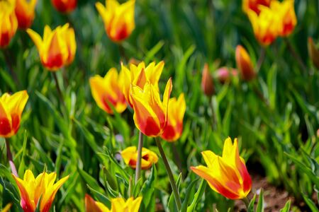Synaeda King Tulips in stunning red petals with yellow flames  at Showa Kinen Koen(Showa Memorial Park),Tachikawa,Tokyo,Japan in spring.の写真素材