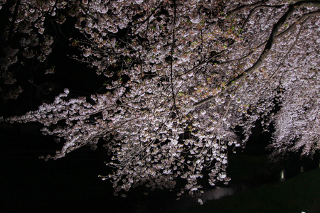 Cherry trees lighted up along Nogawa River,Sazumachi,Chofu-shi,Tokyo,Japan in spring.の写真素材