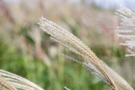 Susuki(Japanese Pampas Grass,Miscanthus sinensis) blowing in the breezeの写真素材