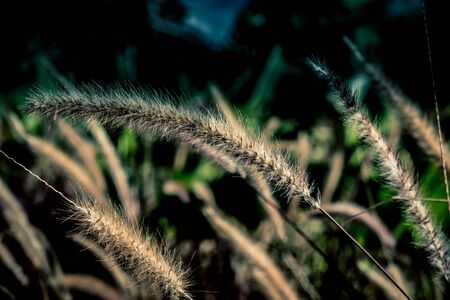 Crimson fountain grass(Pennisetum setaceum) blowing in the windの写真素材