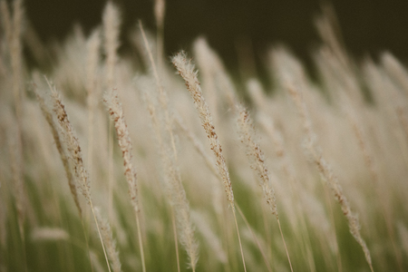 Imperata cylindrica(cogon grass) blowing in the windの写真素材