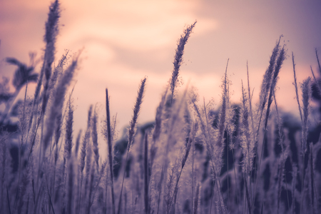 Imperata cylindrica (cogon grass) blowing in the wind,with sunset sky in the backgroundの写真素材