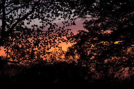 Silhouette of Albizia lebbeck(Siris tree,Woman's tongue,Mimosa lebbeck) trees and twilight skyの写真素材
