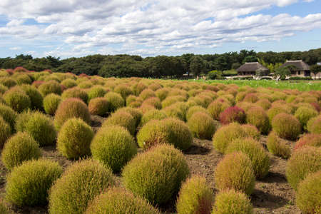 Kochia fields with beautiful sky in Ibaraki,Japanの写真素材