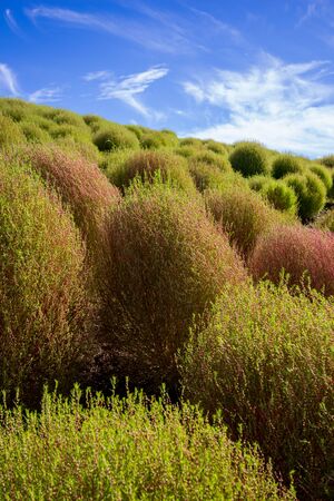 Kochia fields with beautiful sky in Ibaraki,Japanの写真素材