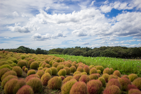 Kochia fields with beautiful sky in Ibaraki,Japanの写真素材