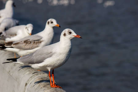 Brown-headed gulls standing in a row at Sukta Bridge Bang Poo Samut Prakarn province Thailand.